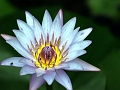 g0004